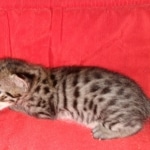 Savannah, F-2B, BST, Female, Rosa, DOB 6-2-19