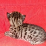 Savannah, F-2B, BST, Female, Rosa, DOB 6-2-19