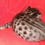 Savannah, F-2B, BST, Female, Rosa, DOB 6-2-19