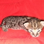 Savannah, F-2B, BST, Female, Rosa, DOB 6-2-19