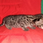 Savannah, F-2B, BST, Female, Rosa, DOB 6-2-19