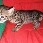 Savannah, F-2B, BST, Female, Rosa, DOB 6-2-19