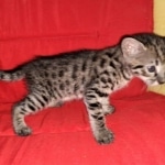 Savannah, F-2B, BST, Female, Rosa, DOB 6-2-19