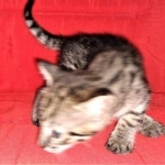 Savannah, F-2B, BST, Female, Rosa, DOB 6-2-19