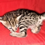 Savannah, F-2B, BST, Female, Rosa, DOB 6-2-19