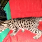 Savannah, F-2B, BST, Female, Rosa, DOB 6-2-19G_20190704_100915188