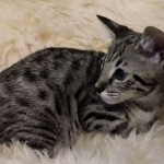 Savannah, F-2B, BST, Female, Rosa, DOB 6-2-19