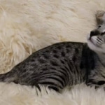 Savannah, F-2B, BST, Female, Rosa, DOB 6-2-19