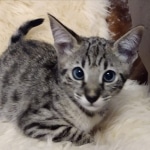 Savannah, F-2B, BST, Female, Rosa, DOB 6-2-19