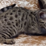 Savannah, F-2B, BST, Female, Rosa, DOB 6-2-19