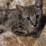 Savannah, F-2B, BST, Female, Rosa, DOB 6-2-19