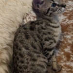 Savannah, F-2B, BST, Female, Rosa, DOB 6-2-19