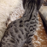 Savannah, F-2B, BST, Female, Rosa, DOB 6-2-19