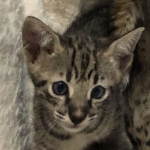 Savannah, F-2B, BST, Female, Rosa, DOB 6-2-19