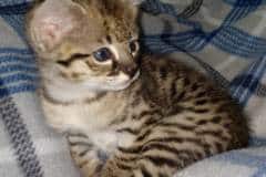 Kricket Savannah F-2B BST female DOB 4-4-21