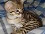 Kricket Savannah F-2B BST female DOB 4-4-21