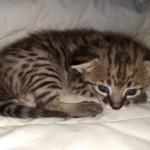 Savannah F-2B Female DOB 4-4-21