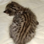 Savannah F-2B Female DOB 4-4-21