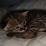 Savannah F-2B Female DOB 4-4-21