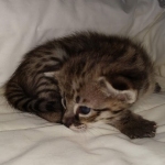 Savannah F-2B Female DOB 4-4-21