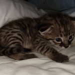 Savannah F-2B Female DOB 4-4-21