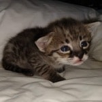 Savannah F-2B Female DOB 4-4-21