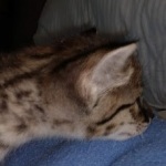 Savannah F-2B Female DOB 4-4-21