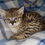 Kricket Savannah F-2B Female DOB 4-4-21