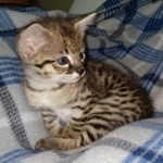 Kricket Savannah F-2B Female DOB 4-4-21