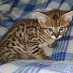 Kricket Savannah F-2B Female DOB 4-4-21