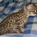 Kricket Savannah F-2B Female DOB 4-4-21