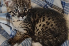 Kukri Savannah F-2B BST Male #1 DOB 4-4-21