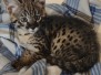 Kukri Savannah F-2B BST Male #1 DOB 4-4-21