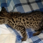 Savannah Male F-2B DOB 4-4-21