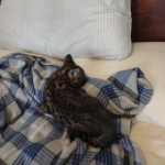 Savannah Male F-2B DOB 4-4-21