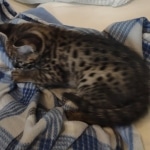 Savannah Male F-2B DOB 4-4-21