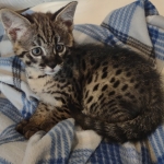 Savannah Male F-2B DOB 4-4-21