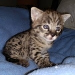 Savannah Male F-2B DOB 4-4-21