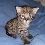 Savannah Male F-2B DOB 4-4-21