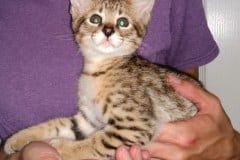 Adonis Savannah, F-2B, BST, Male, DOB 6-2-19