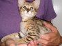 Adonis Savannah, F-2B, BST, Male, DOB 6-2-19