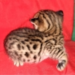 Savannah, F-2B, Male, BST, Adonis, DOB 6-2-19