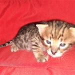 Savannah, F-2B, Male, BST, Adonis, DOB 6-2-19