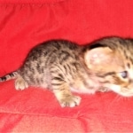 Savannah, F-2B, Male, BST, Adonis, DOB 6-2-19