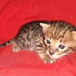 Savannah, F-2B, Male, BST, Adonis, DOB 6-2-19