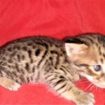 Savannah, F-2B, Male, BST, Adonis, DOB 6-2-19