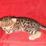 Savannah, F-2B, Male, BST, Adonis, DOB 6-2-19