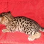 Savannah, F-2B, Male, BST, Adonis, DOB 6-2-19