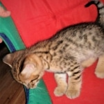 Savannah, F-2B, Male, BST, Adonis, DOB 6-2-19