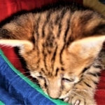 Savannah, F-2B, Male, BST, Adonis, DOB 6-2-19